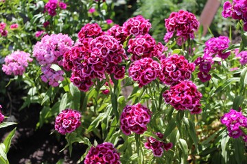 Carnations
