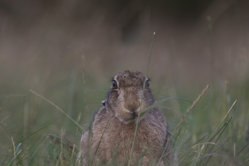 European brown hare portrait while eating and cleaning