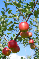 実ったりんごの木