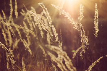 Fototapeta premium Autumn abstract background with meadow plants at sunset, vintage retro image