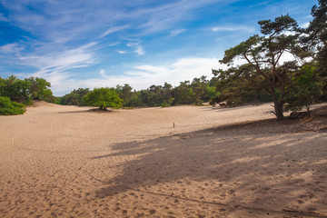 Fototapeta na wymiar Dünenlandschaft Sand Dünen Nationalpark Loonse und Drunense Dünen