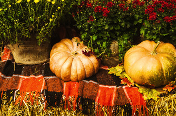 autumn harvest for decoration. cozy atmosphere in autumn. pumpkins near flowers