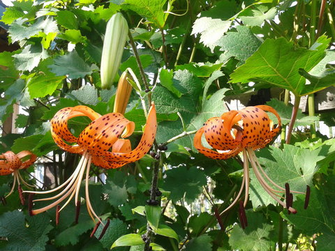 orange lilies in the garden 