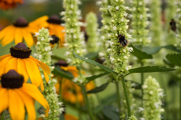 Sonnenhut Echinacea