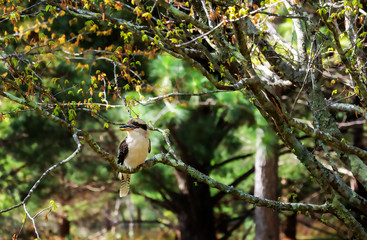 A Kookaburra at Mount Tomah Botanic Garden, Blue Mountains, Australia