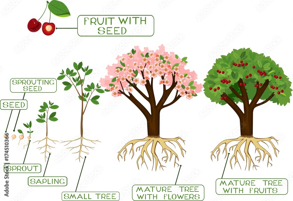 Wall mural plant growing from seed to cherry tree with captions. life cycle of tree. tree with root system - Wall murals