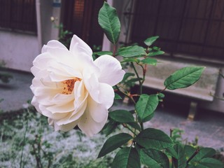 White rose