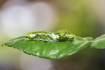 Great Mormon (Papilio memnon) caterpillar