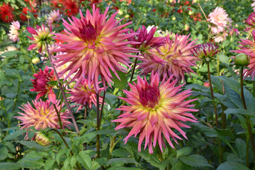 Dahlia cactus rose en été au jardin