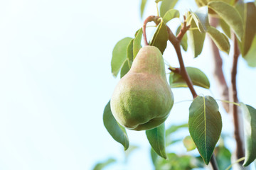 Pear on tree branch in fruit garden