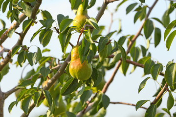 Pears on tree branch in fruit garden
