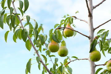 Pears on tree branch in fruit garden