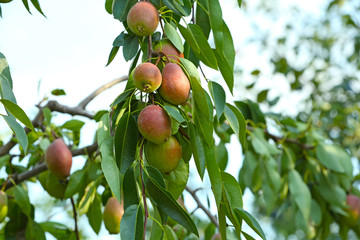 Pears on tree branch in fruit garden