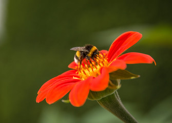 Zinnia, Bumblebee on flower