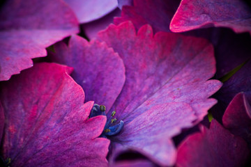 Fleurs mauve