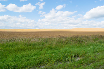 Obraz premium Autumn Russian grain field background, the Urals