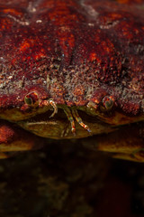 Underwater macro picture of a crab face in Pacific Ocean. Taken while scuba diving in Howe Sound, Vancouver, BC, Canada.