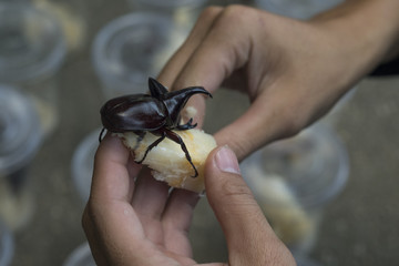 The Fighting Beetle