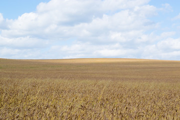 Autumn Russian grain field background, the Urals