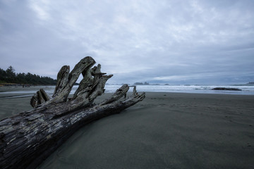 Beautiful moody view on the sandy beach on the Pacific West Coast during a cloudy early morning. Taken in Tofino, Vancouver Island, British Columbia, Canada.