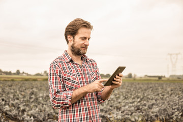 Farmer working on (using) tablet in front of cabbage field