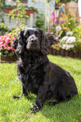 Working Black Cocker Spaniel 