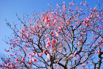 満開の梅