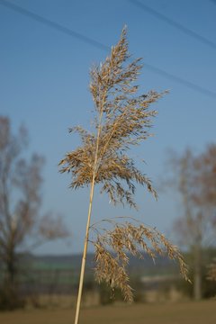 cereals