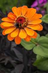 Zinnia, Bumblebee on flower