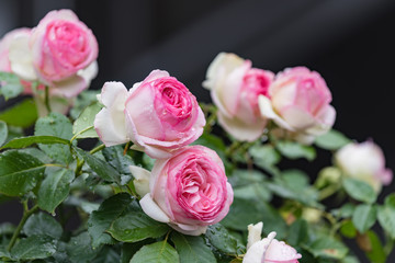 雨に濡れたピンクのツルバラの花