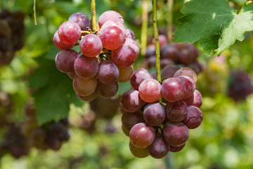 樹上の葡萄の実