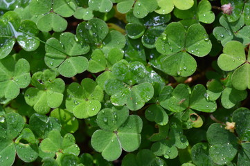 Shamrocks