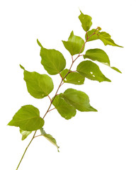 Fototapeta premium A branch of an apricot tree on a white isolated background. Space for text.