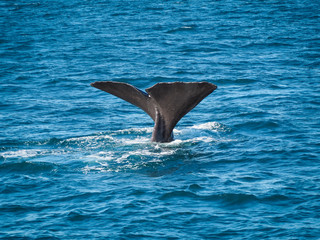 A whale is rolling to the side and showing its big tail. (Kaikoura, New Zealand)