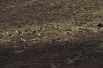 harem of red deer with hinds and stags during rutting season