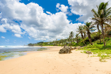Rock formation on the beach of Bathsheba, East coast of  island Barbados, Caribbean Islands - travel destination for vacation
