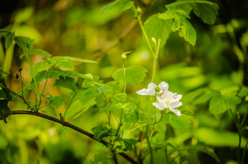 The flowers of blackberry 