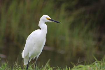 Egret