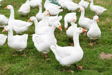 Obraz premium Domestic goose herd