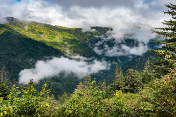Fototapeta na wymiar Green forest with distant mountain top