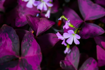 macro detail of little pink flowers in a purple nature scene