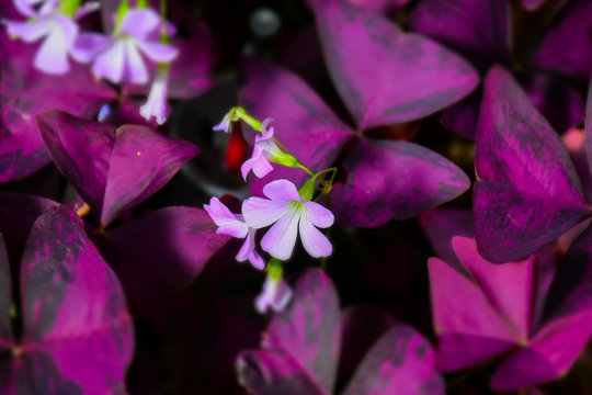 macro detail of little pink flowers in a purple nature scene
