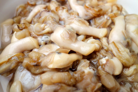 clam