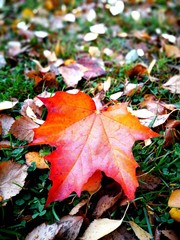 Maple leave in autumn