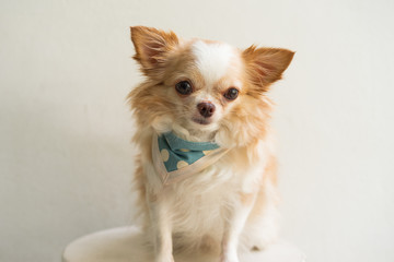 Small cute brown chihuahua looking at camera sitting on white background.