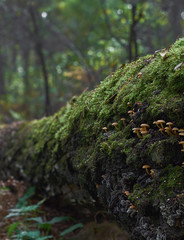 Fototapeta na wymiar Many small mushrooms on a suede log