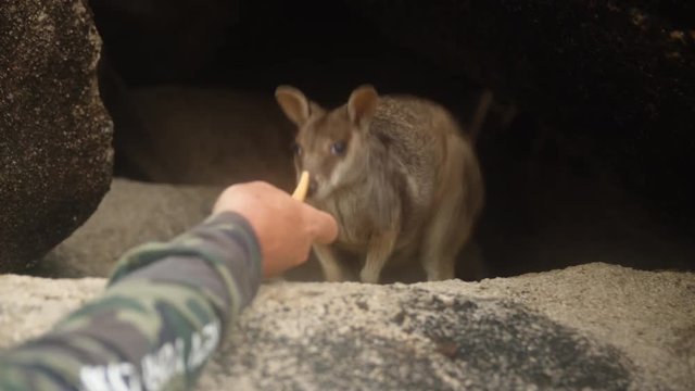 A shot of a man trying to feed a small Swamp Wallaby located inside a mini cave made out of rocks.