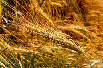Wheat field. Rural scenery under the shining sunlight. The maturation of wheat grains. The concept...