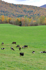 Vermont Fall Foliage with Dairy Cattles, Jeffersonville, Vermont, USA.