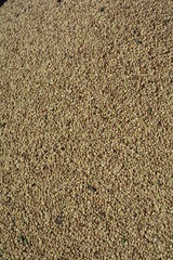 Graines de féverole